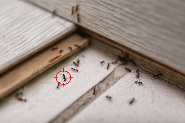 Best Local Pest Control Services  in Nd Point, WI